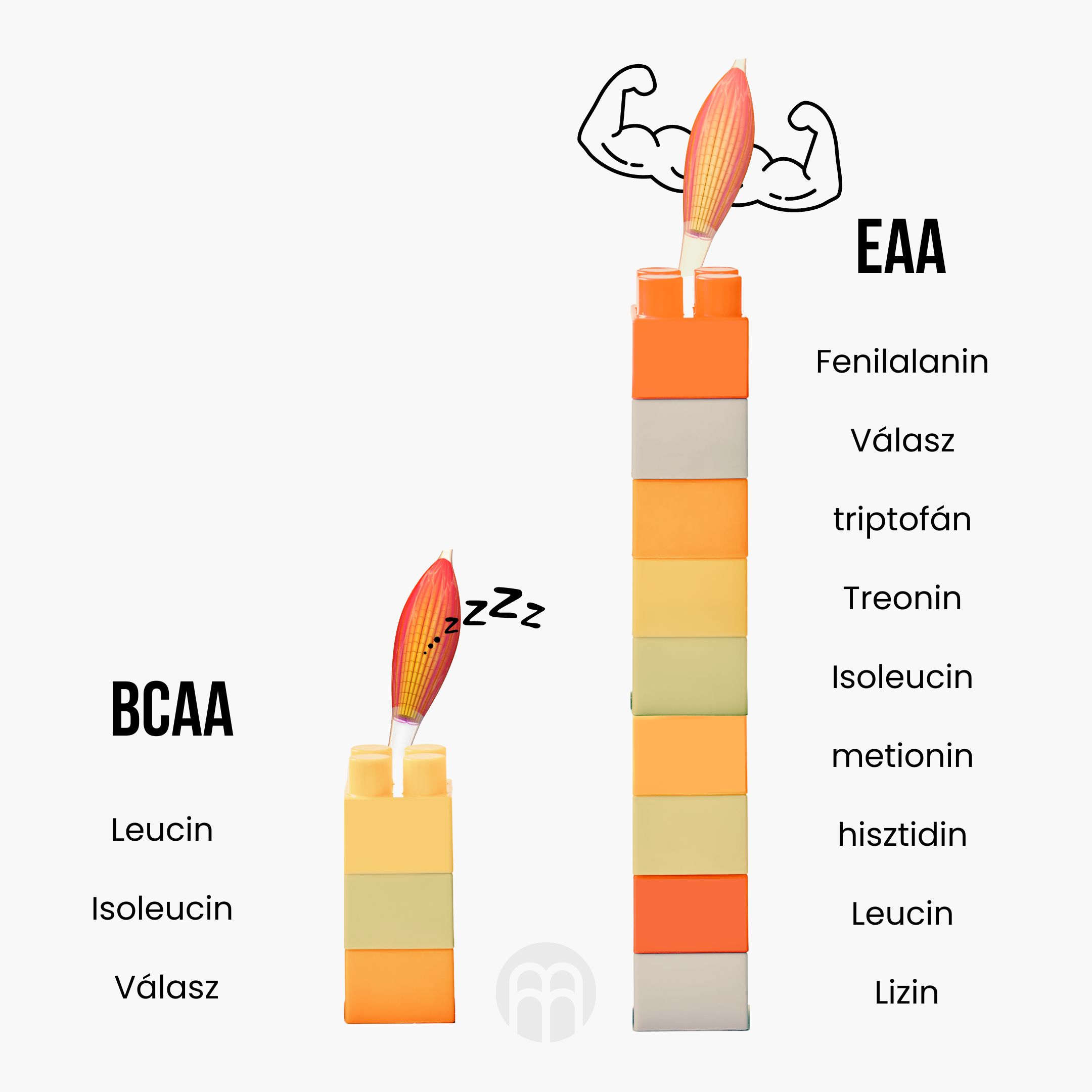 (Maďarština) BCAA vs EAA